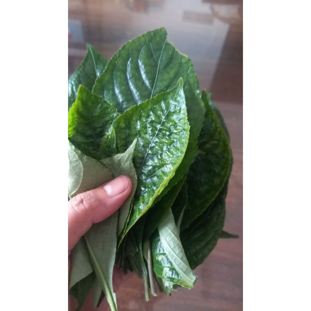 

Daun kejibeling Fresh 50 lembar /Ramuan herbal kaya manfaat