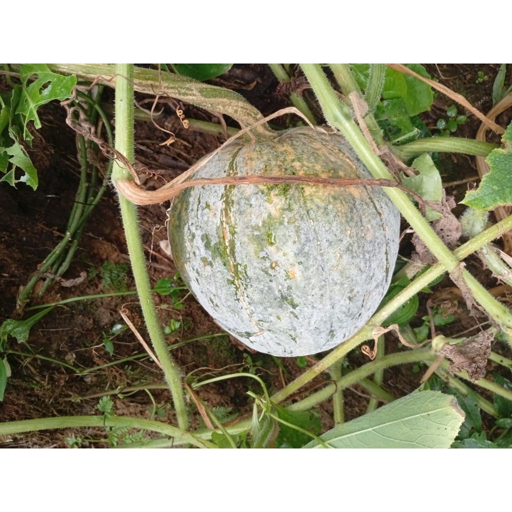 

labu/waluh Bogor 3-4 kg harga perbuah