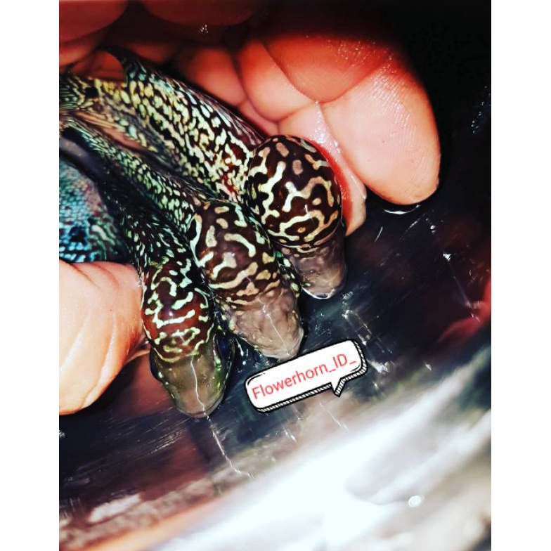 KODE N94N Paket 3Ekor Burayak Louhan Twotone  F2F3V8 Thailand