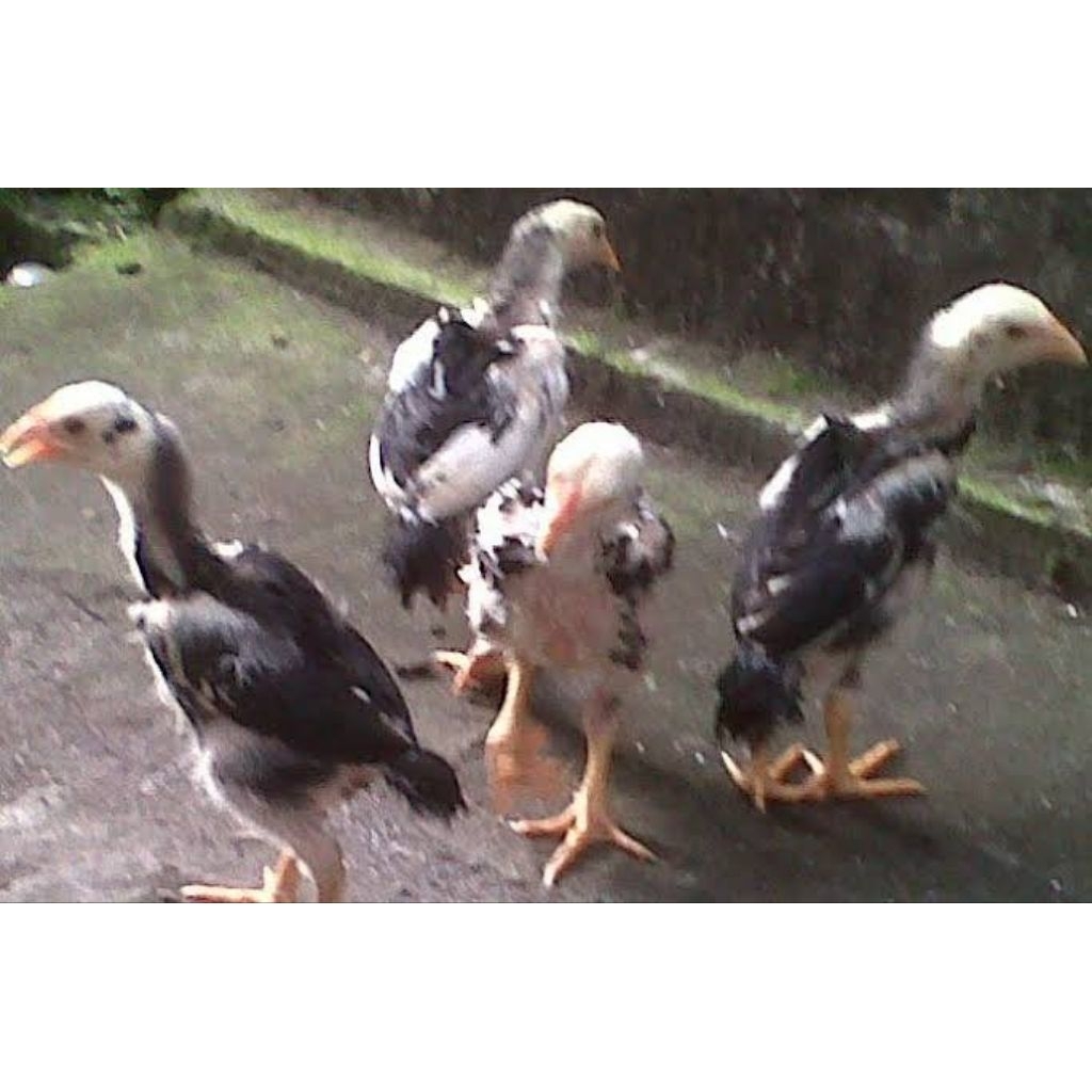 telur ayam pakhoy brakot