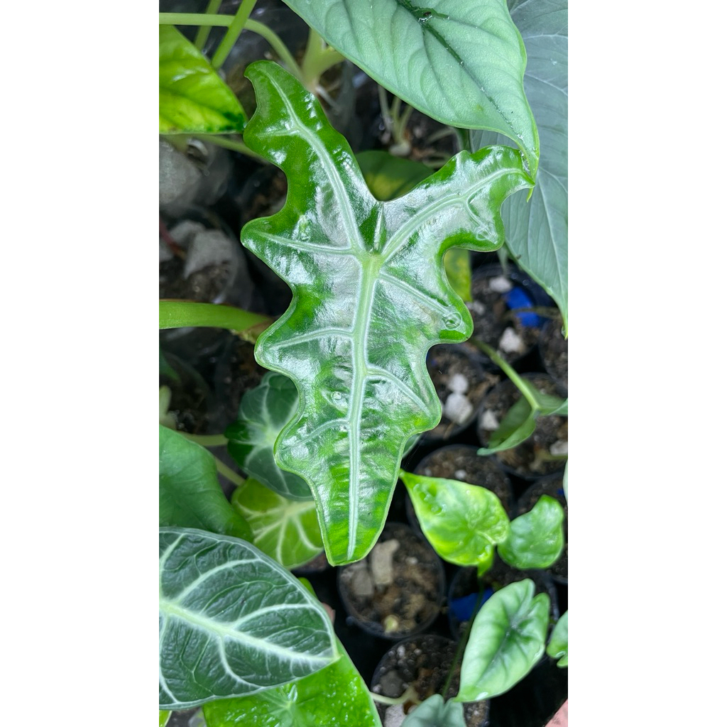 alocasia sanderiana / nobilis philiphine