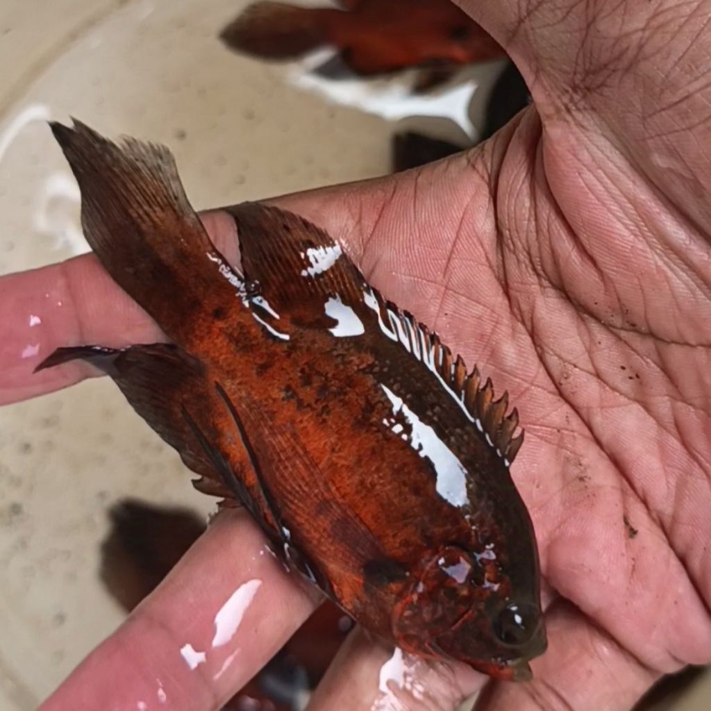 ikan oscar paris slayer 10-11cm