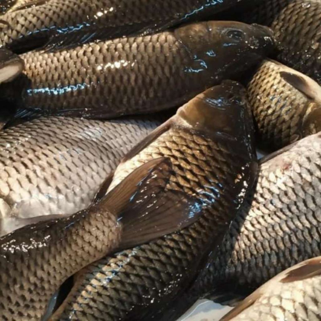 

IKAN MAS HIDUP TAWAR SEGAR (DIBERSIHKAN)