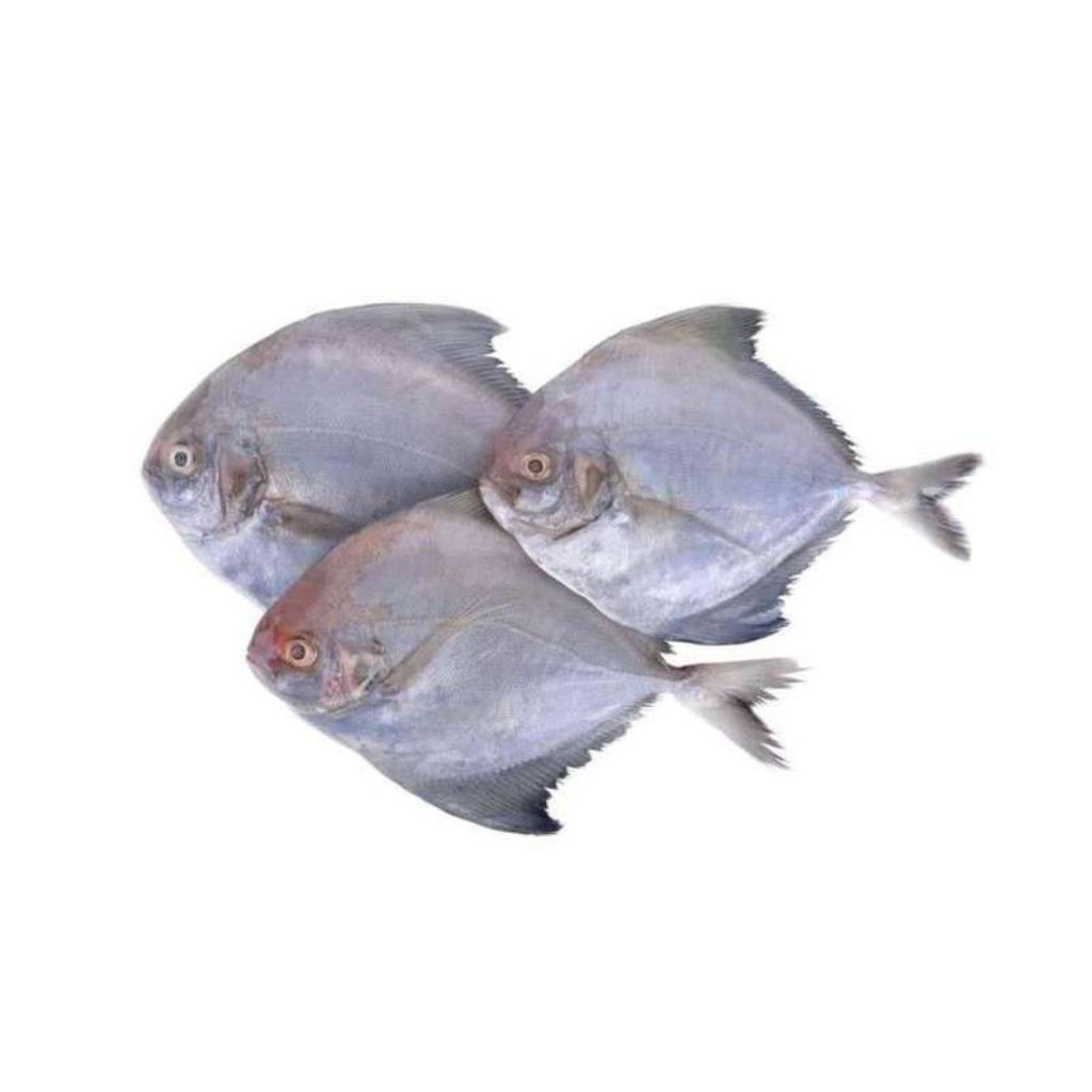 

IKAN BAWAL LAUT / IKAN BAWAL LAUT SEGAR