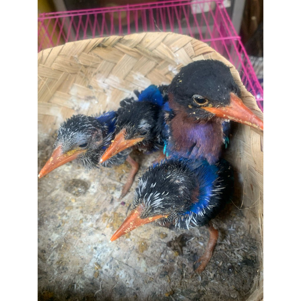 

Pengkek Udang | Burung Biru