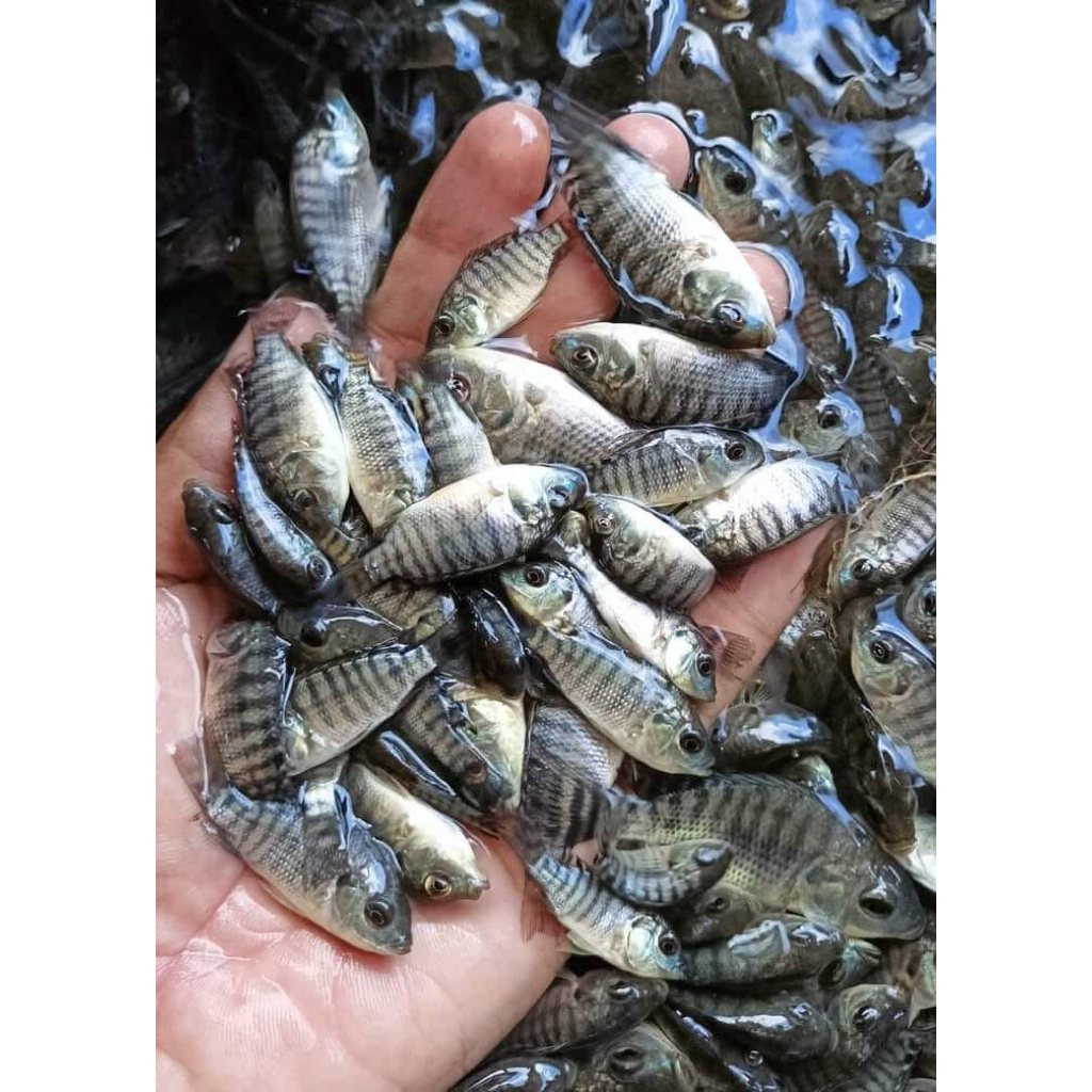 NILA BANGKOK DAN KEKAR