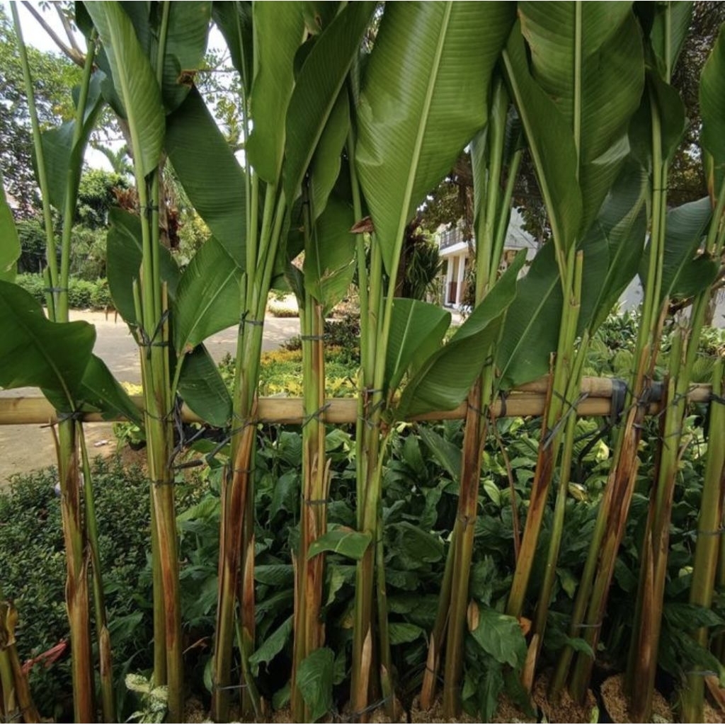 Pohon Pisang Karibay