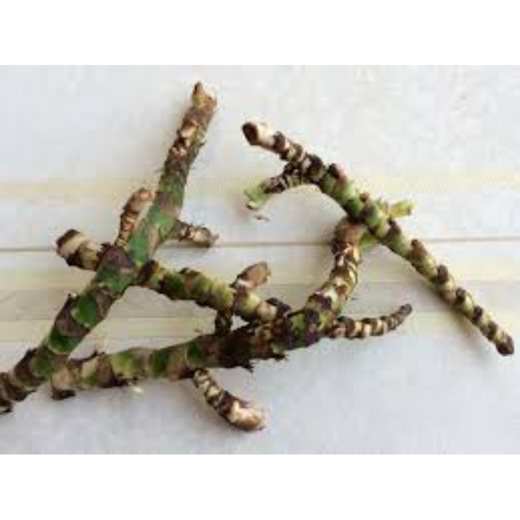 

DLINGO/JERINGAU (Acorus calamus L)