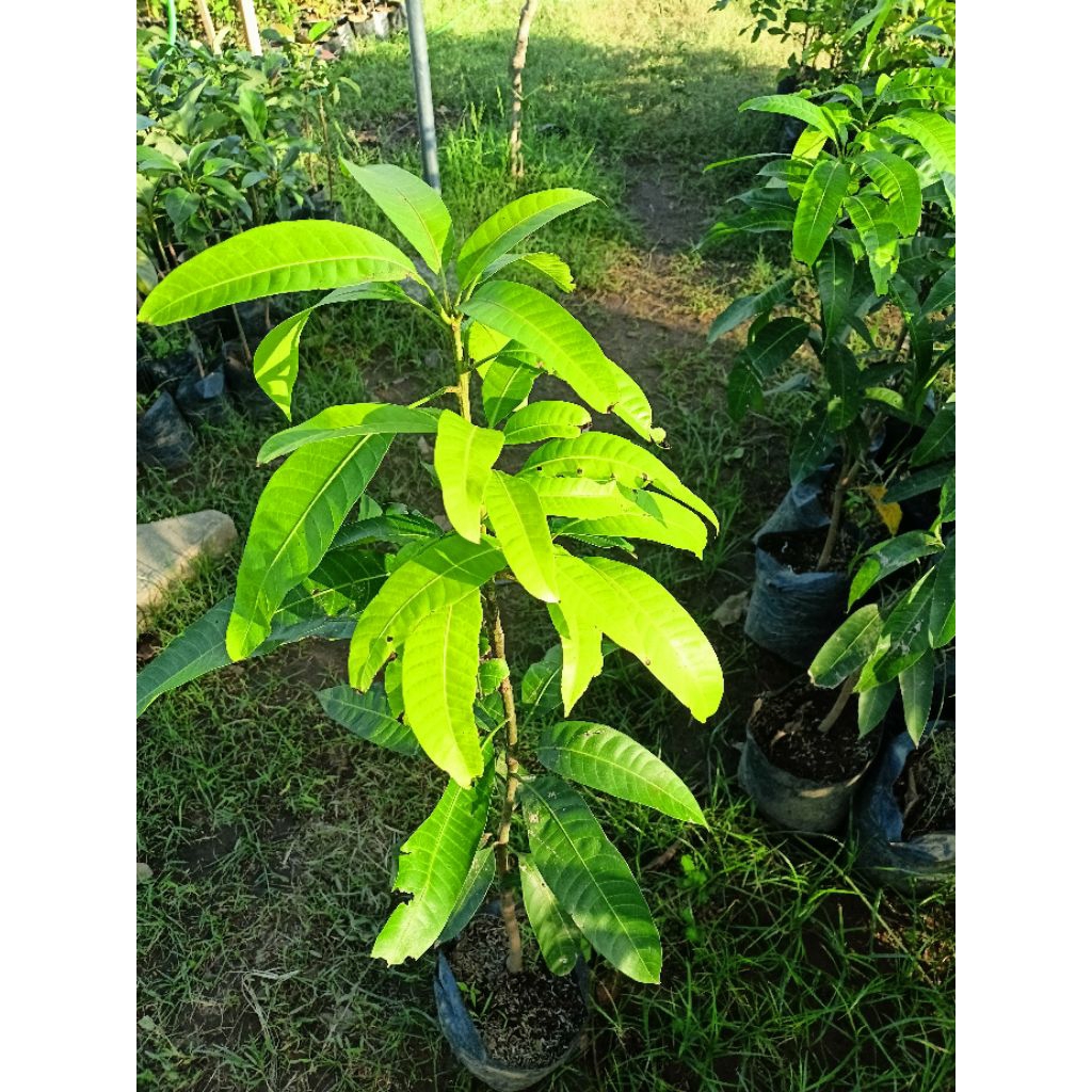 bibit mangga kiojay 1 meter batang besar unggul