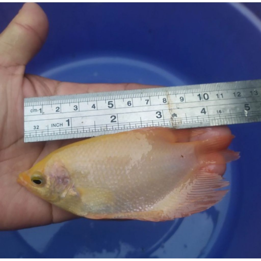 Paket Bibit ikan Gurame Padang 3 Jari ( isi 10 ekor )