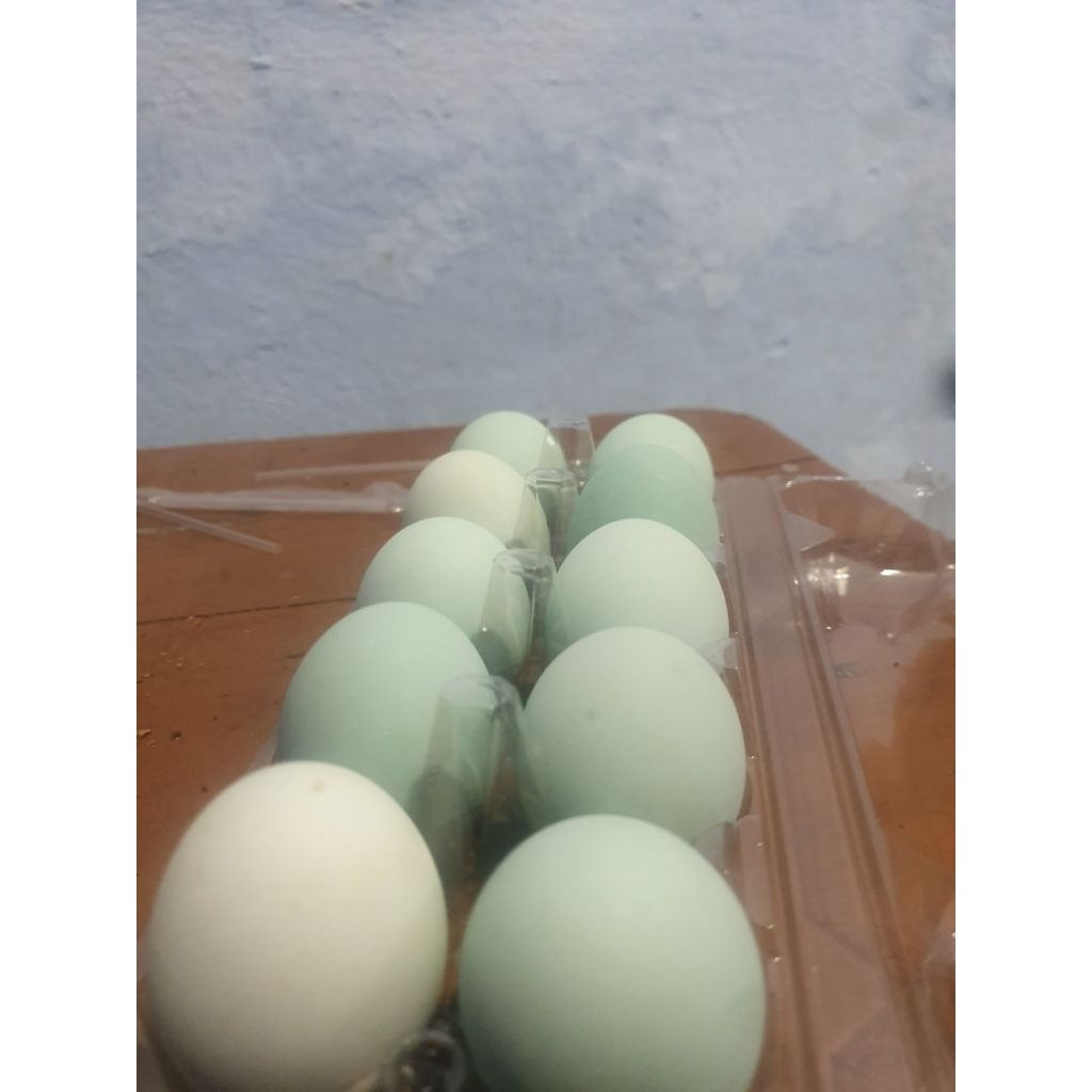 

TELUR ASIN MASIR &GURIH BERPROTEIN