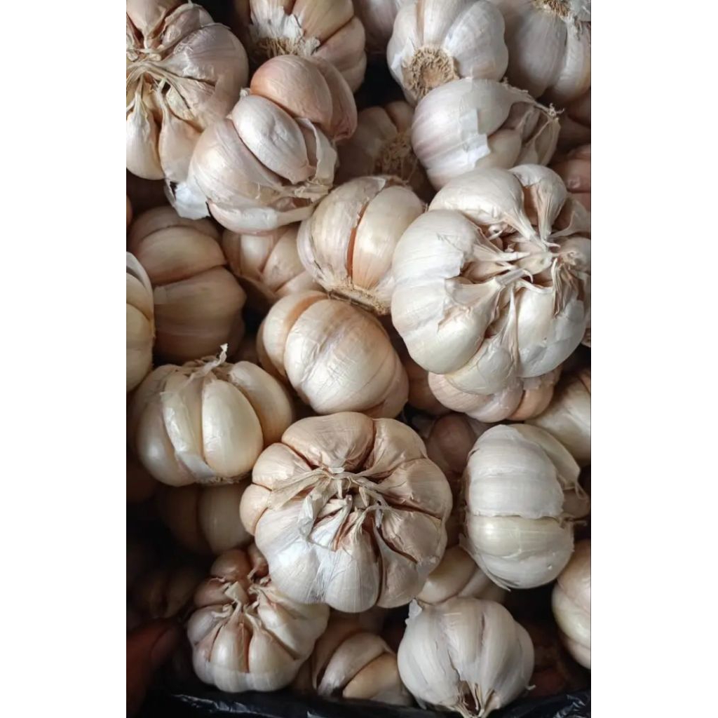 

Bawang putih fresh 1kg