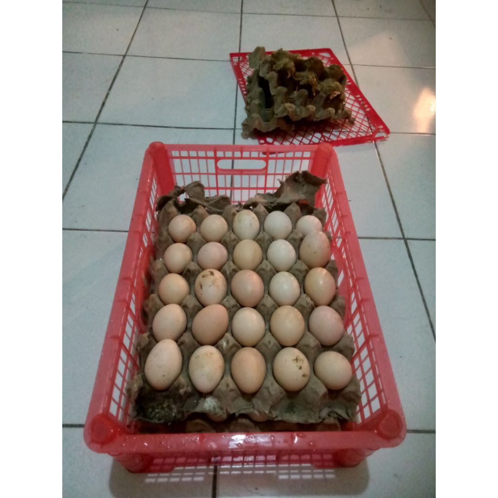

TELUR FERTIL AYAM ELBA UNTUK DITETASKAN.
