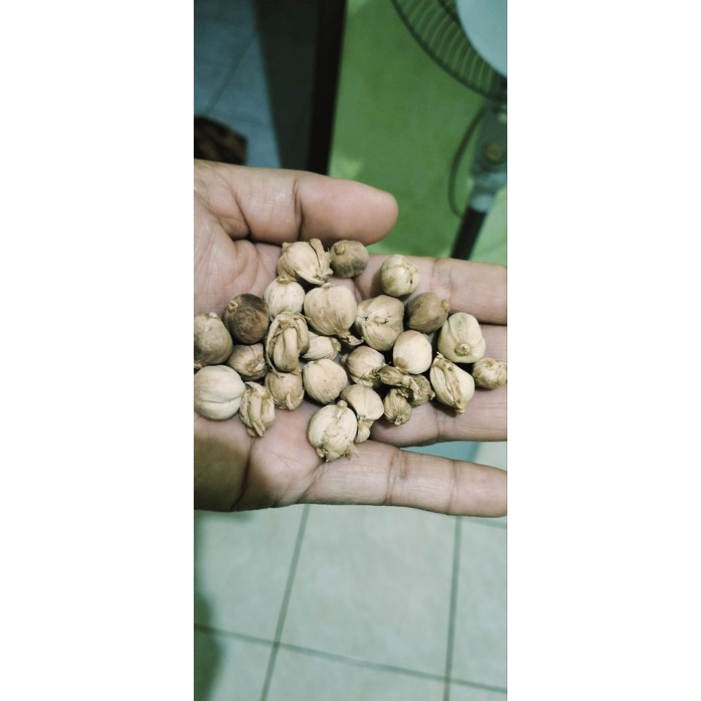 

kapol rempah masak asli 50 grm