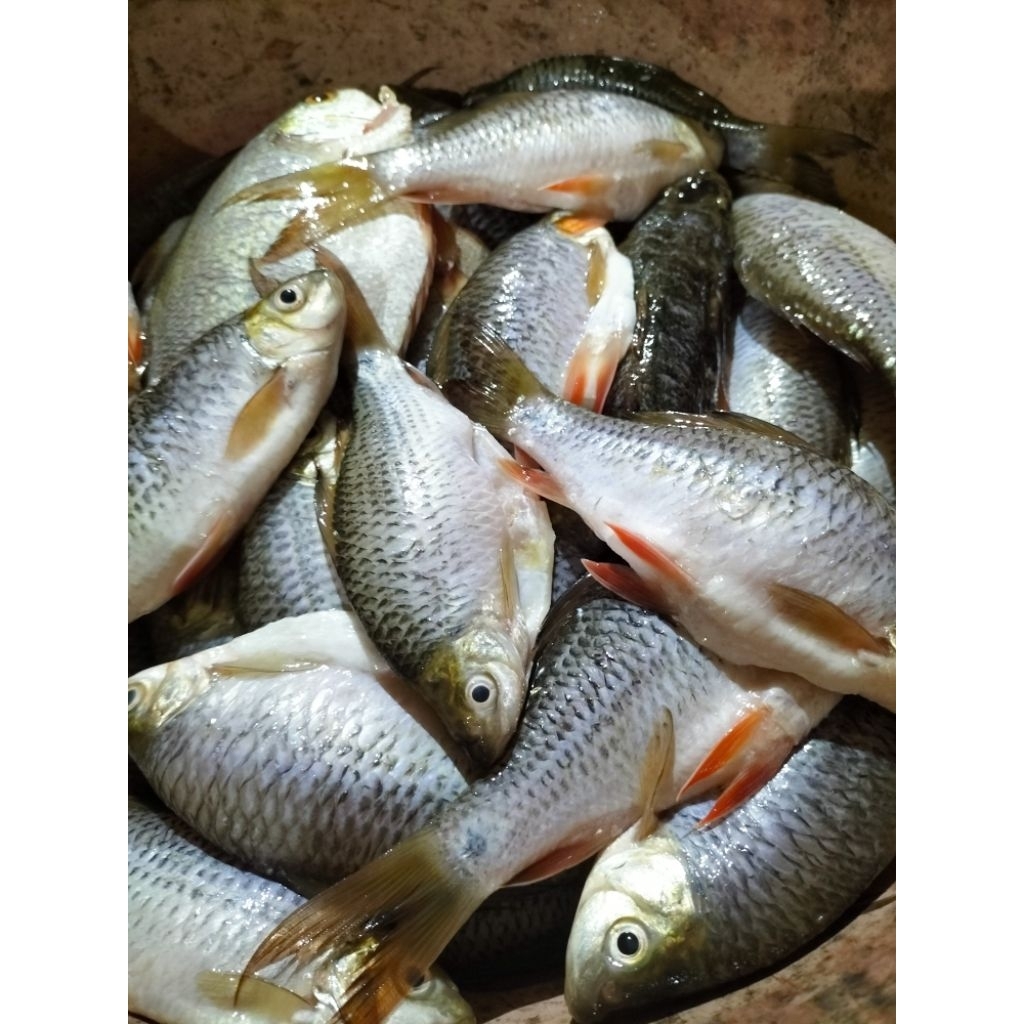 

ikan kebali
