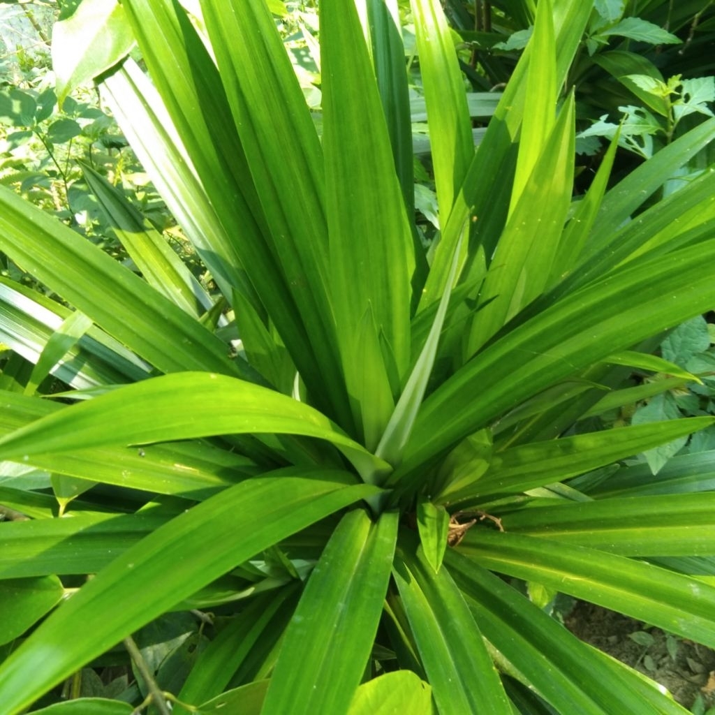 

Daun Pandan Wangi Segar 30 lembar