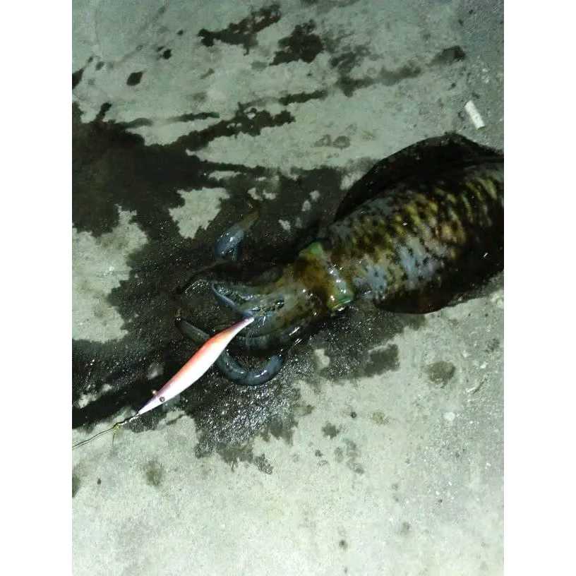 Umpan cumi egi kayu murah umpan pancing egi umpan cumi squid jig umpan nus umpan cumi umpan gurita u