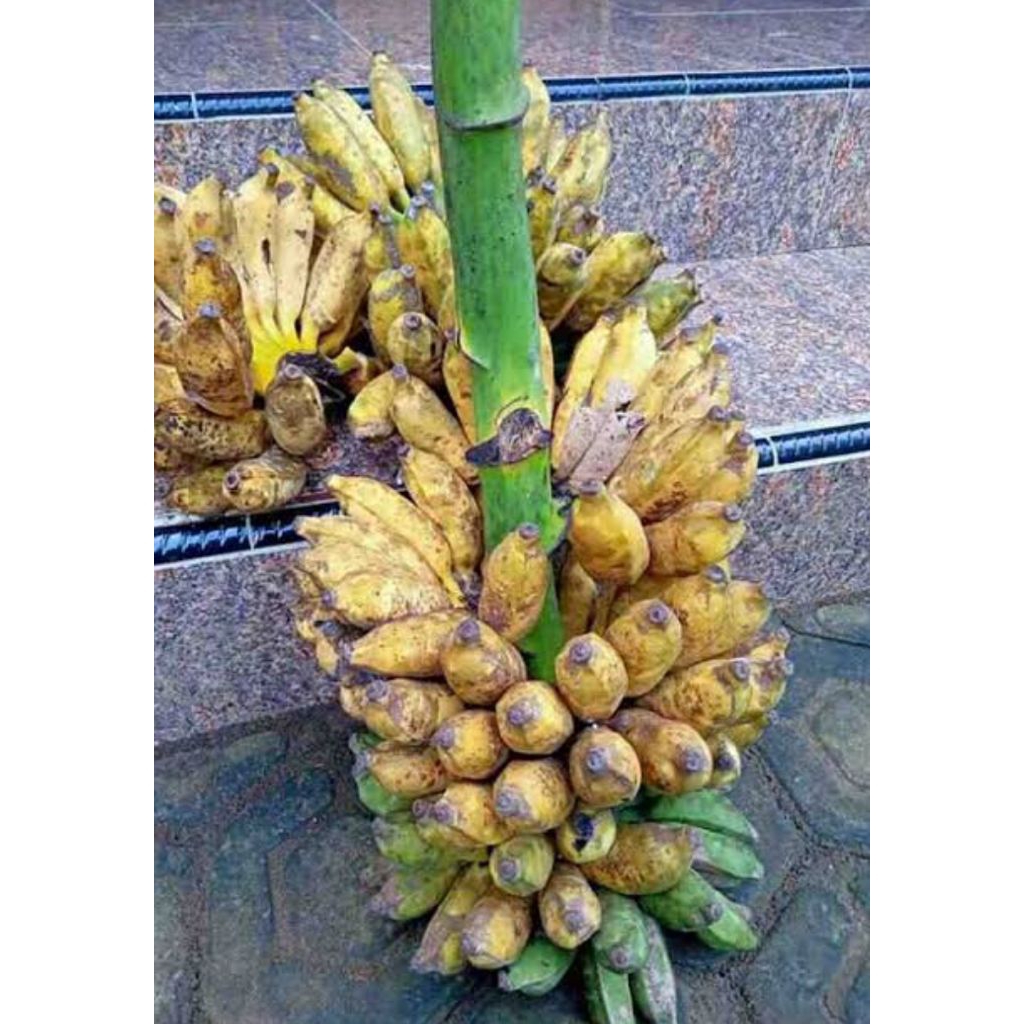 

PISANG RAJA PUTRI