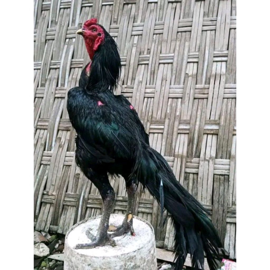 

pakhoy kumbang (Brakot) full HITAM telur fertil (TERLARIS