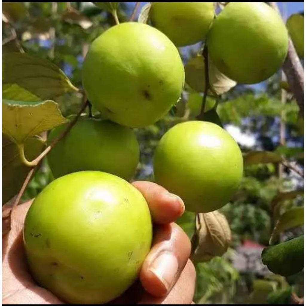 BIBIT APEL FUTSA/BIDARA INDIA