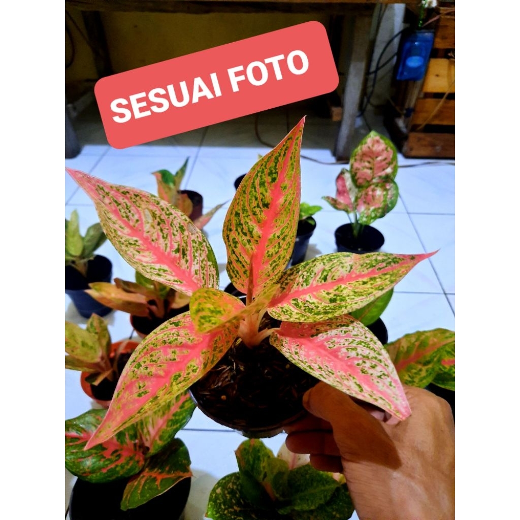 Aglaonema Red Legacy Tulang Ikan