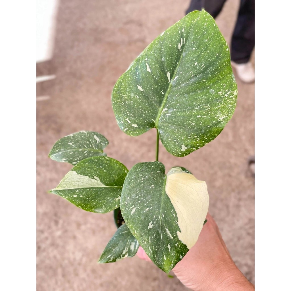 Monstera thai
