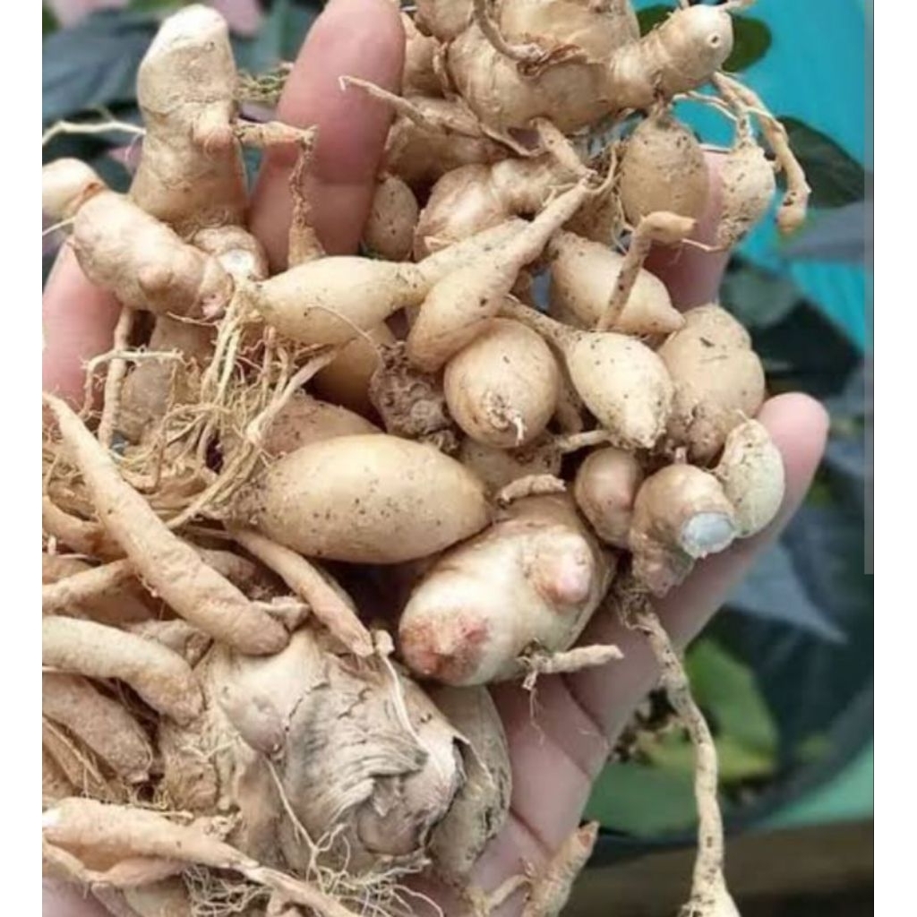 

temu putih asli segar