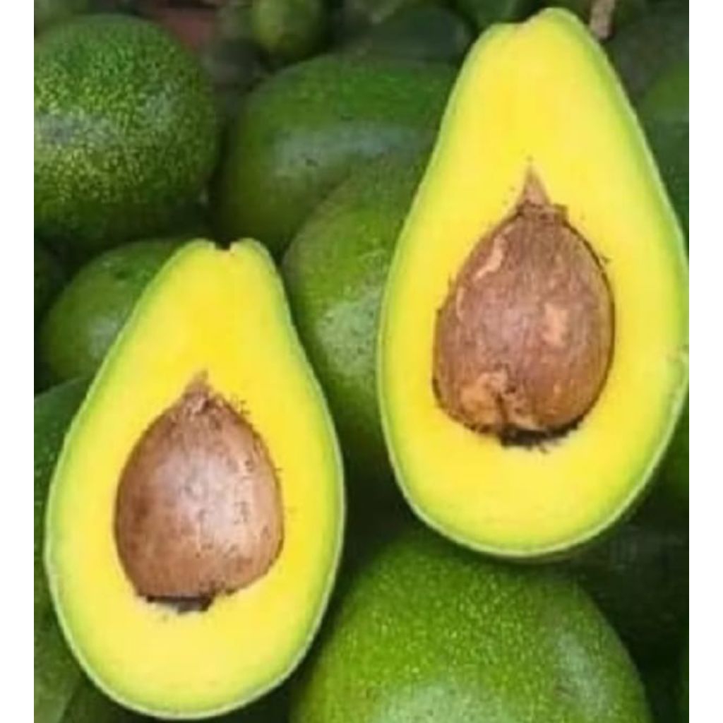 

alpukat mentega tua kuning mentah super presh.1 kg 5-6 buah alpukat