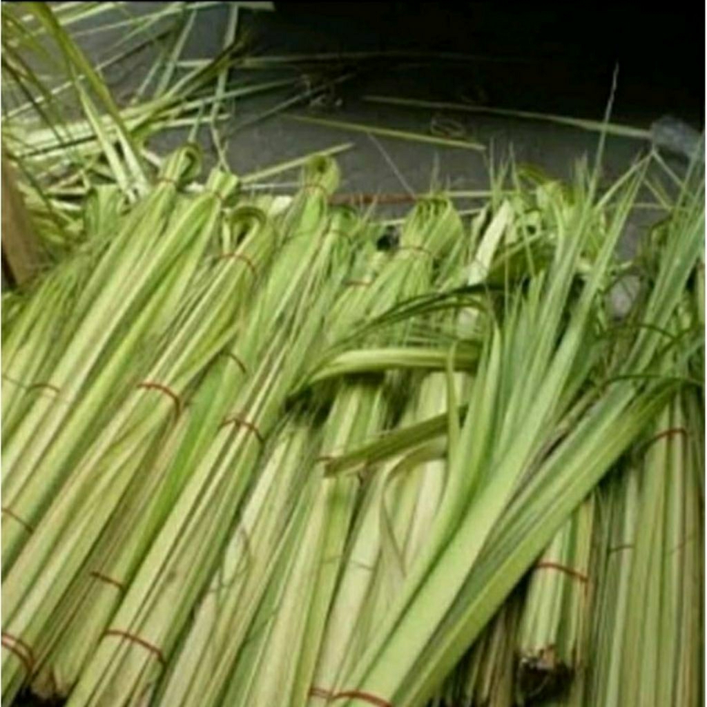 

daun janur segar/buat bahan kulit ketupat atau kerajinan/30 batang