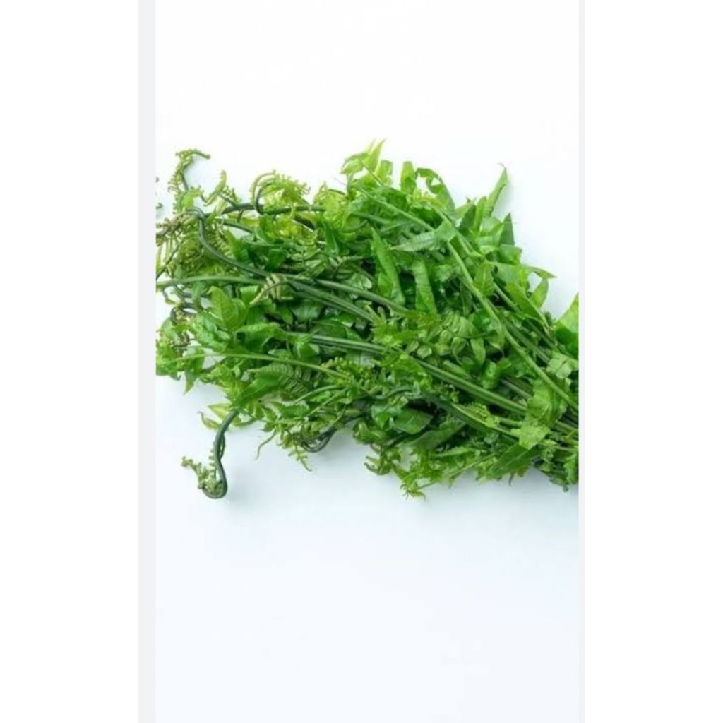 

pakis syaur segar 500grm