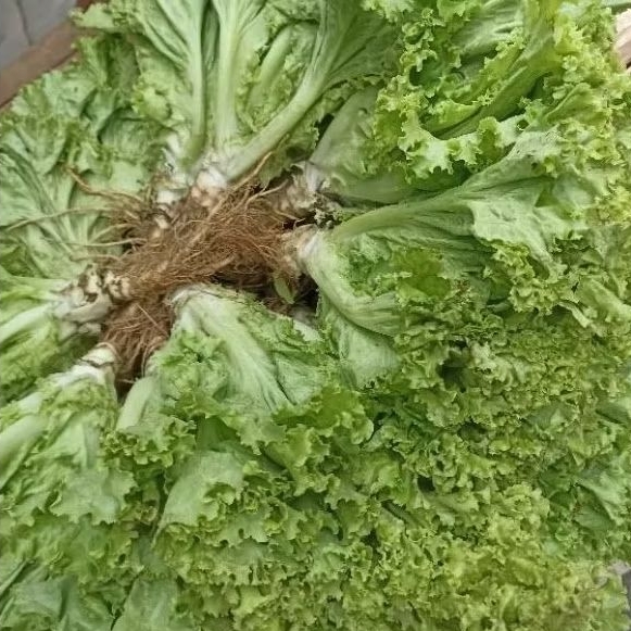 

INSTAN KOTA JAMBI Sayur Selada Keriting 500gr