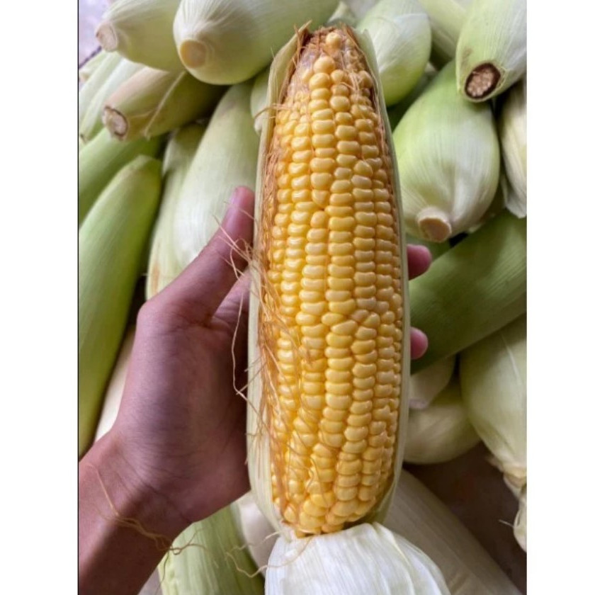 

1 kg jagung mentah / jagung manis segar (Zea mays)