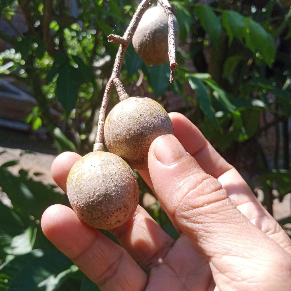 

Kedondong Lokal- Dondong Kecil Segar 1kg