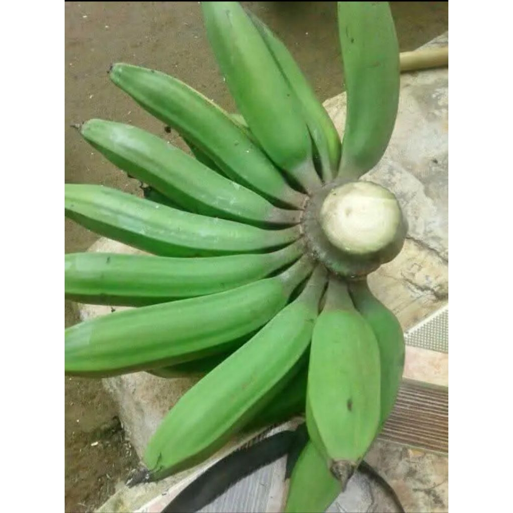 

pisang nangka mentah pull tua berat bersih 1kg