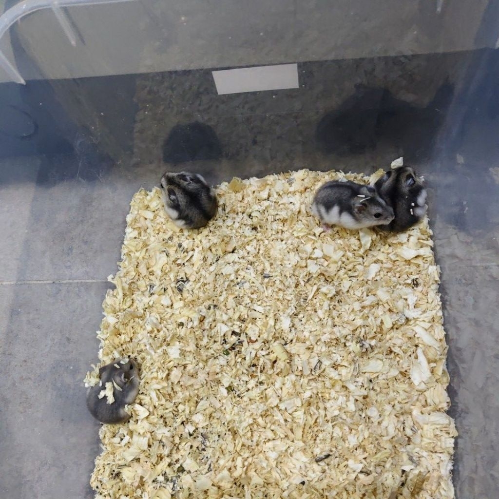 Hamster Winter White Tiger (khusus)Jantan – Gratis Antar Medan 5 Km