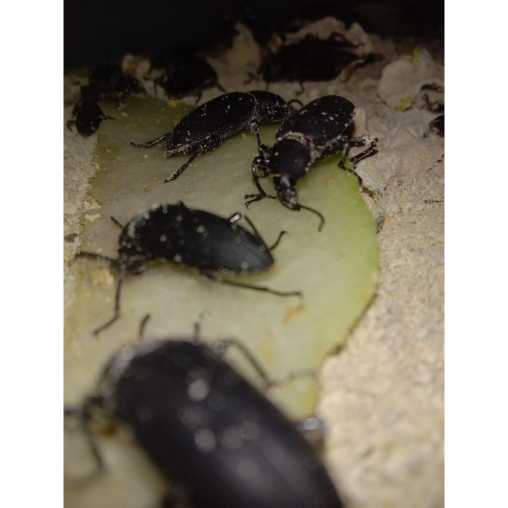 Kepik / Kumbang Jerman FRESH