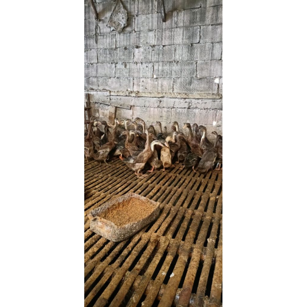 bebek lokal bebek petelur