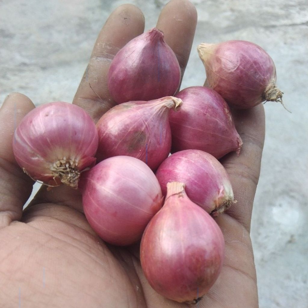 

bawang merah Probolinggo sedang 1kg