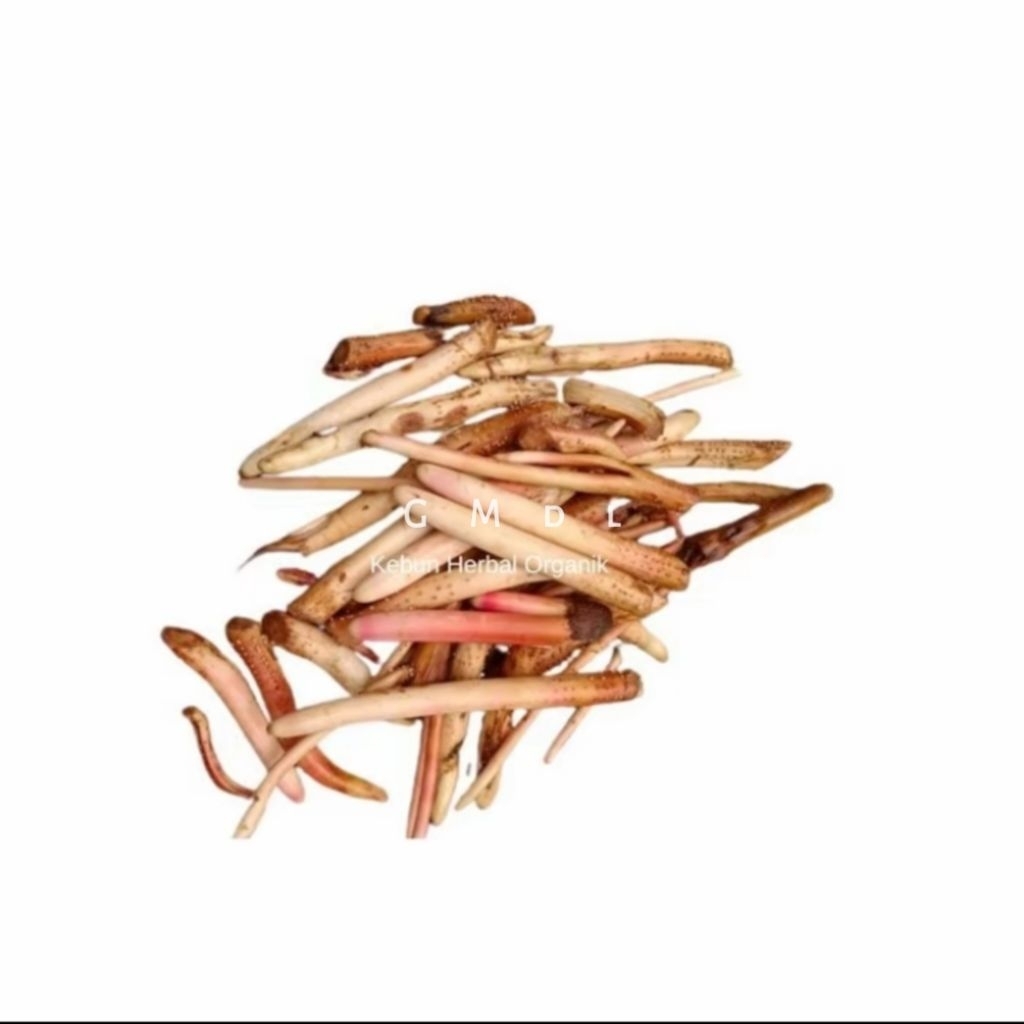 

Akar Pinang Segar/Basah 100 Gram Asli Hasil Dari Kebun Sendiri