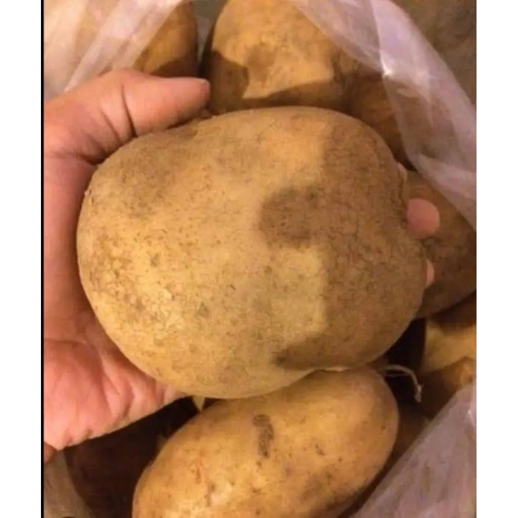 

Termurah Kentang 1kg Ukuran Besar Kentang Fresh Langsung Dari Petani