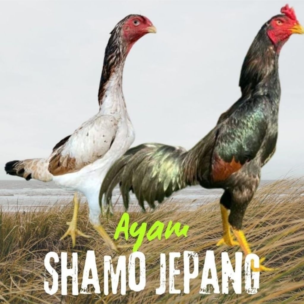 

Telur Ayam Shamo Jepang Fertil Buat ditetaskan