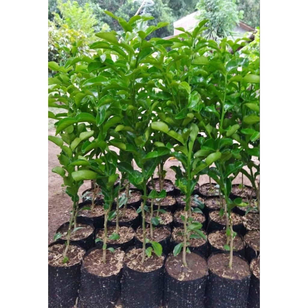 BIBIT JERUK PURUT/JERUK DAUN