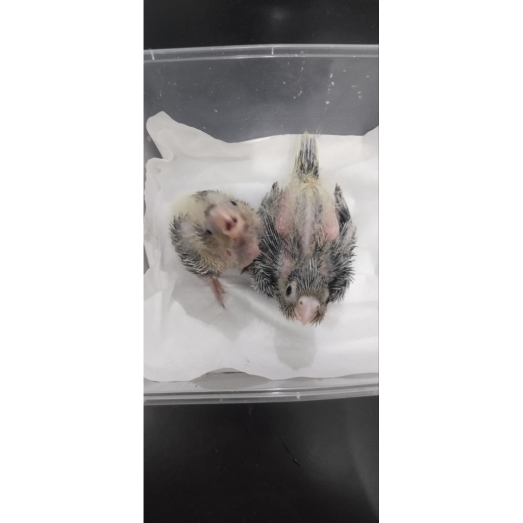 lolohan burung parkit australia falk