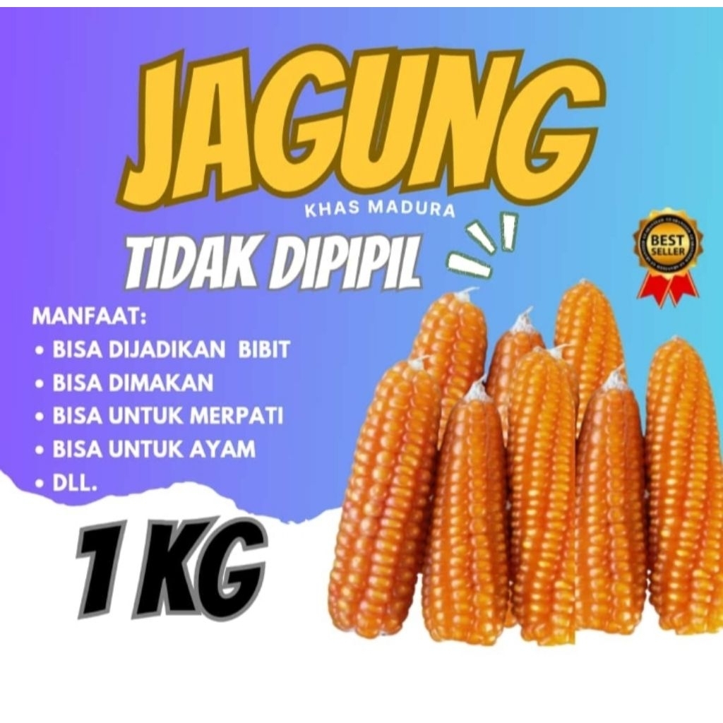 

Jagung tongkol mini super asli Madura cocok untuk ayam, Burung, bagus dijadikan benih dan juga dimakan