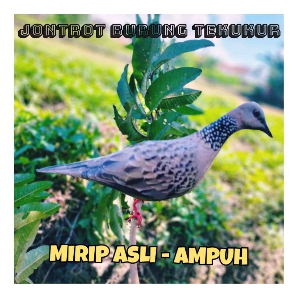 PATUNG JONTROT BURUNG TEKUKUR - JONTROT BURUNG TEKUKUR