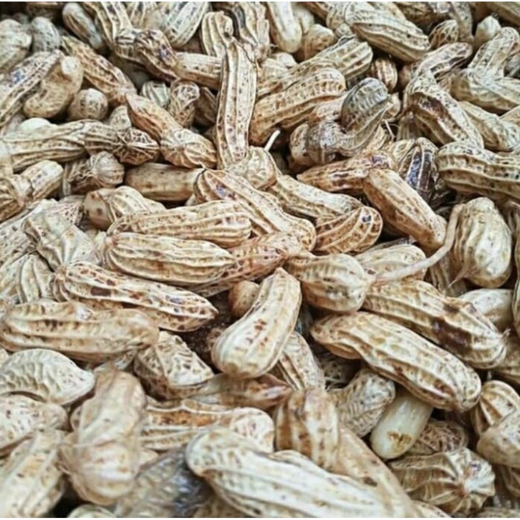 

kacang tanah mentah 1 kg