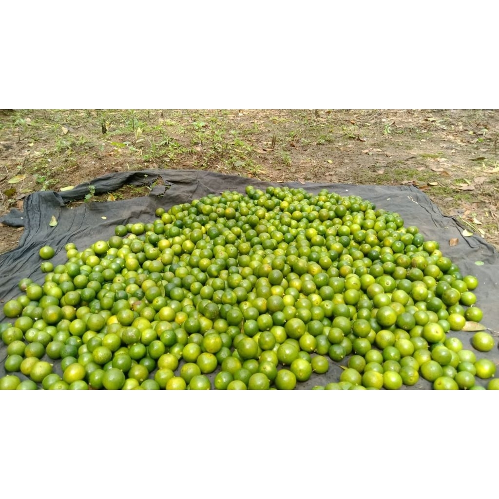 

jeruk Sonkit Premium 2kg / Jeruk Peras Bogor jeruk kunci KIP CIU fresh