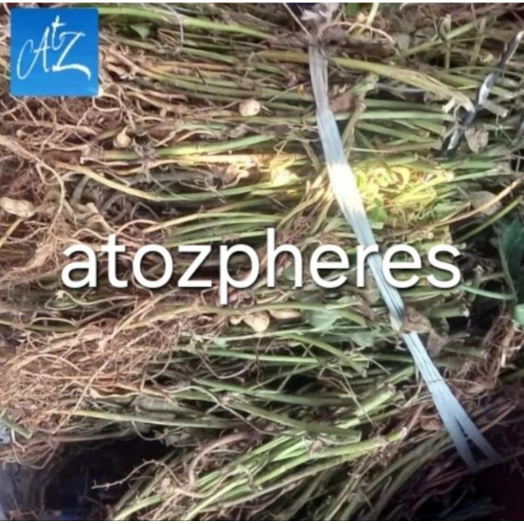 

Akar kacang tanah kering