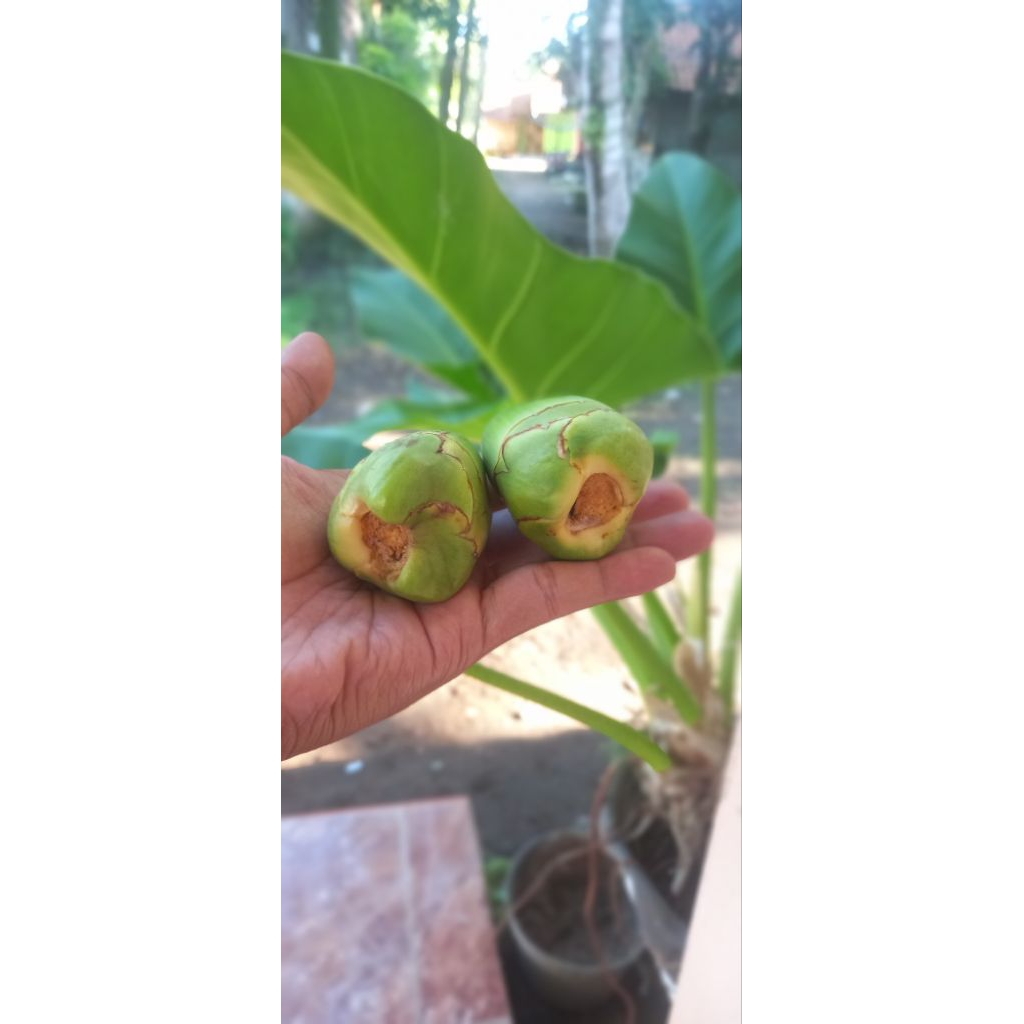 

Beluluk kelapa Hijau / Tembuluk kelapa Segar