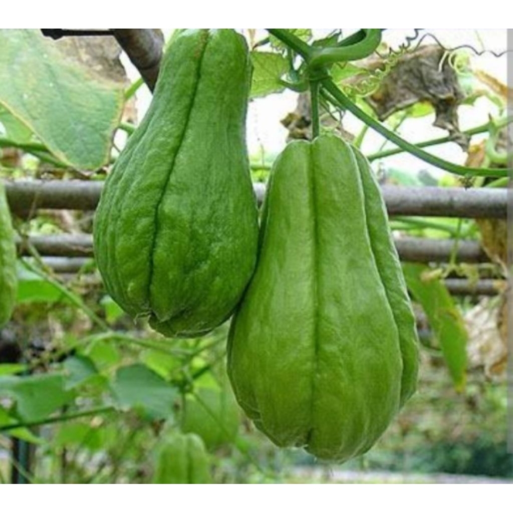 

Labu Siam Sayur 1 kg Fresh Lokal